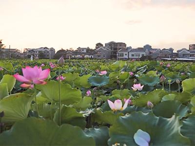 富美双全——广西壮族自治区贵港市港南区湛江镇平江村